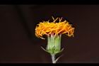 紅鳳菜-花06.JPG