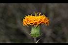 紅鳳菜-花07.JPG