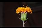 紅鳳菜-花08.JPG