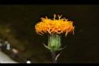 紅鳳菜-花09.JPG