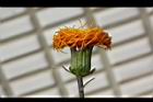 紅鳳菜-花10.JPG