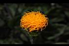 紅鳳菜-花11.JPG