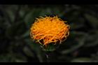 紅鳳菜-花12.JPG