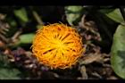 紅鳳菜-花13.JPG