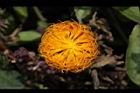紅鳳菜-花14.JPG