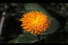 紅鳳菜-花15.JPG