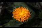 紅鳳菜-花16.JPG