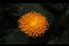 紅鳳菜-花17.JPG