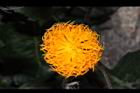 紅鳳菜-花18.JPG