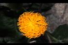 紅鳳菜-花19.JPG