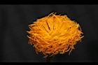 紅鳳菜-花21.JPG