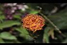 紅鳳菜-花22.JPG