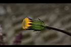 紅鳳菜-花苞01.JPG