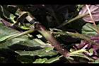紅鳳菜-莖01.JPG
