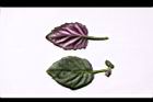 紅鳳菜-葉00.JPG