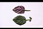 紅鳳菜-葉02.JPG