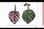 紅鳳菜-葉05.JPG