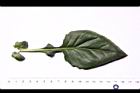 紅鳳菜-葉正03.JPG