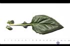 紅鳳菜-葉正04.JPG