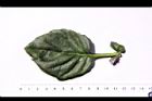 紅鳳菜-葉正16.JPG