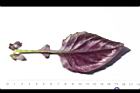 紅鳳菜-葉背00.JPG
