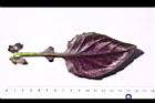 紅鳳菜-葉背02.JPG