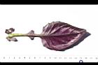 紅鳳菜-葉背03.JPG