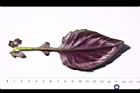紅鳳菜-葉背04.JPG