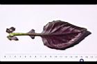 紅鳳菜-葉背05.JPG