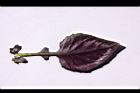 紅鳳菜-葉背06.JPG