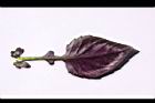 紅鳳菜-葉背07.JPG