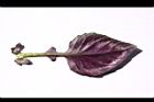紅鳳菜-葉背08.JPG