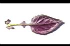 紅鳳菜-葉背10.JPG