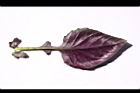 紅鳳菜-葉背11.JPG