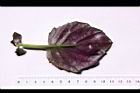 紅鳳菜-葉背13.JPG