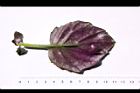 紅鳳菜-葉背14.JPG