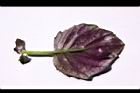 紅鳳菜-葉背16.JPG