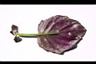 紅鳳菜-葉背17.JPG