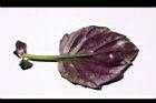 紅鳳菜-葉背19.JPG