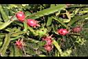 紅龍果-紅實05.JPG