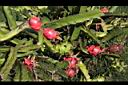 紅龍果-紅實06.JPG