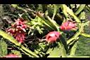 紅龍果-紅實08.JPG
