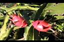 紅龍果-紅實09.JPG