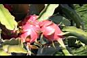 紅龍果-紅實10.JPG