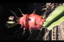 紅龍果-紅實14.JPG