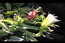 紅龍果-花實13.JPG