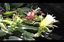 紅龍果-花實14.JPG