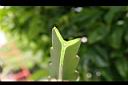 紅龍果-莖橫切1.jpg