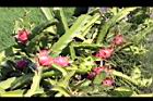 紅龍果-紅實01.JPG
