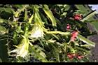 紅龍果-花實00.JPG